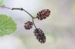 Hazel alder <BR>Tag alder